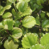 Plectranthus verticillatus (L.f.) Druce